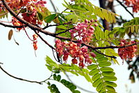 Cassia grandis