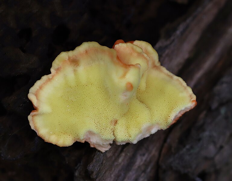 File:Laetiporus sulphureus 351477744.jpg