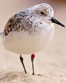 * Nomination A sanderling, a shore bird, this one is tagged. --PieCam 02:50, 7 November 2008 (UTC) * Decline Crop too tight, not enough DOF due to poor exposure solution (high aperture and shutter speed) -- Alvesgaspar 11:25, 8 November 2008 (UTC)