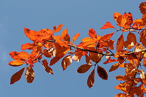 Nyssa sylvatica leaves in autumn.