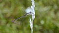 Weidenjungfer, Weibchen - Chalcolestes viridis oder Lestes viridis, am Vogelstangsee