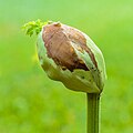 * Nomination Flower bud of a Heracleum (plant) in development. Focus stack of 22 photos. --Famberhorst 04:45, 26 June 2023 (UTC) * Promotion Good quality. --Uoaei1 04:48, 26 June 2023 (UTC)