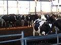 The cowshed in kibbutz Gezer, Israel.