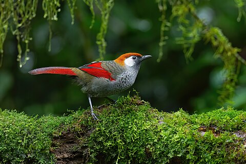 Red-tailed Laughingthrush