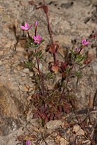 Collomia heterophylla