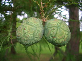 Seed cones