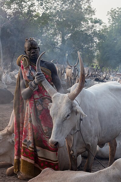 File:Campamento de ganado de la tribu Mundari, Terekeka, Sudán del Sur, 2024-01-28, DD 44.jpg