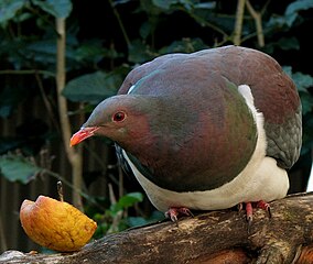New Zealand native pigeon