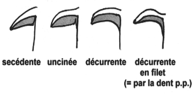 File:Agaricales Lames insertion 3.jpg