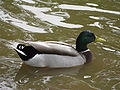 Male of mallards (close up).