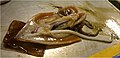 Moroteuthis ingens Squid