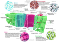 ◆2013/04-61 ◆Category File:Plant cell types.svg uploaded by Kelvinsong, nominated by Kelvinsong