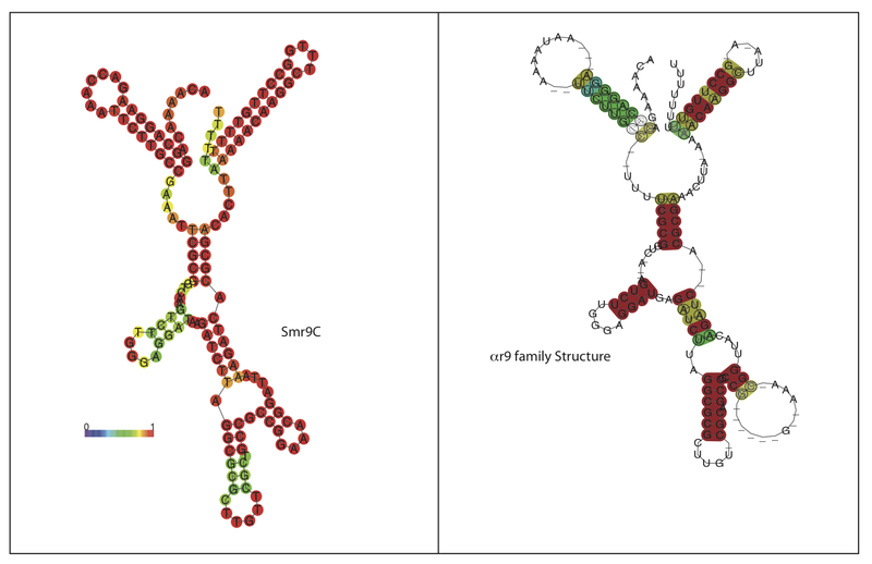 File:C9 annotated alignment structure conservation.png