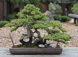 Raft style Japanese Garden Juniper