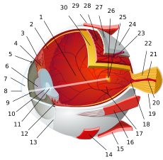 Diagram of human eye (Chabacano)