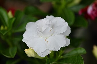 Plant of Thailand - Adenium in Thailand.