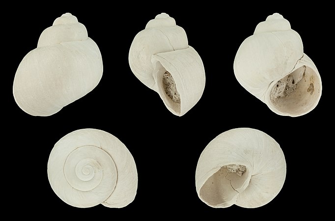 Shell of a fossil specimen from the Pleistocene