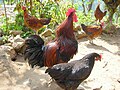 Category:Rooster with hens