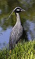 * Nomination Yellow-crowned night heron Nyctanassa violacea in Carroll Creek, Frederick, Maryland --Acroterion 02:13, 3 May 2024 (UTC) * Promotion  Support Good quality. --Scotch Mist 13:25, 6 May 2024 (UTC)