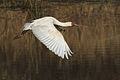 ◆2013/02-16 ◆Category File:African Spoonbill-001.jpg uploaded by Leo za1, nominated by NJR ZA