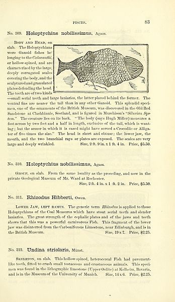 File:Catalogue of casts of fossils BHL39944074.jpg