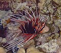 * Nomination Clearfin lionfish (Pterois radiata), Red Sea, Egypt --Poco a poco 08:53, 25 July 2023 (UTC) * Promotion  Support Good quality. --GoldenArtists 08:58, 25 July 2023 (UTC)