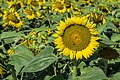 * Nomination Sunflowers cultivated near Villesequelande, Aude, France. --Tournasol7 07:41, 28 February 2020 (UTC) * Promotion Good quality -- Spurzem 09:14, 28 February 2020 (UTC)