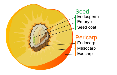 File:Drupe fruit diagram.svg