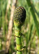 Equisetum fluviatile, strobilus