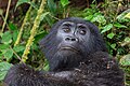 12 Gorila de montaña (Gorilla beringei beringei), parque nacional de la Selva Impenetrable de Bwindi, Uganda, 2024-02-02, DD 80 uploaded by Poco a poco, nominated by Poco a poco,  17,  0,  0