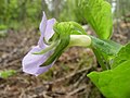 Viola mirabilis flower in the spring in Finland.