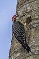 * Nomination Black-cheeked woodpecker (Melanerpes pucherani) male --Charlesjsharp 15:32, 26 March 2023 (UTC) * Promotion  Support Good quality. --Ermell 17:29, 26 March 2023 (UTC)