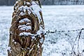 * Nomination Pasture fence in the Börnste hamlet, Kirchspiel, Dülmen, North Rhine-Westphalia, Germany --XRay 04:45, 9 February 2021 (UTC) * Promotion  Support Good quality.--Agnes Monkelbaan 05:31, 9 February 2021 (UTC)