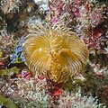 * Nomination Twin fan worm (Bispira volutacornis), Arrábida Natural Park, Portugal --Poco a poco 05:15, 17 August 2021 (UTC) * Promotion  Support Good quality. --Knopik-som 05:26, 17 August 2021 (UTC)