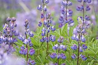 Lupinus latifolius, detail