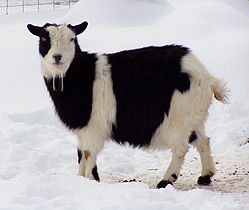 See: Nigerian Dwarf Goat