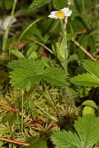   Fragaria vesca