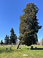 * Nomination Lake View Cemetery, Seattle --Another Believer 05:14, 12 April 2024 (UTC) * Promotion  Support Good quality. --MB-one 07:43, 16 April 2024 (UTC)