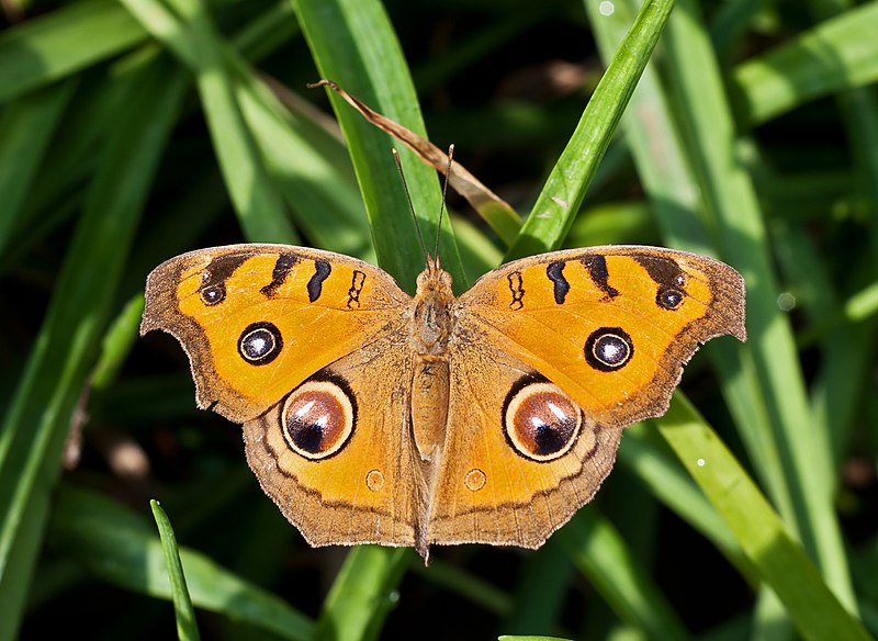 File:Peacock Pansy, Burdwan, West Bengal, India 31 01 2013.jpg