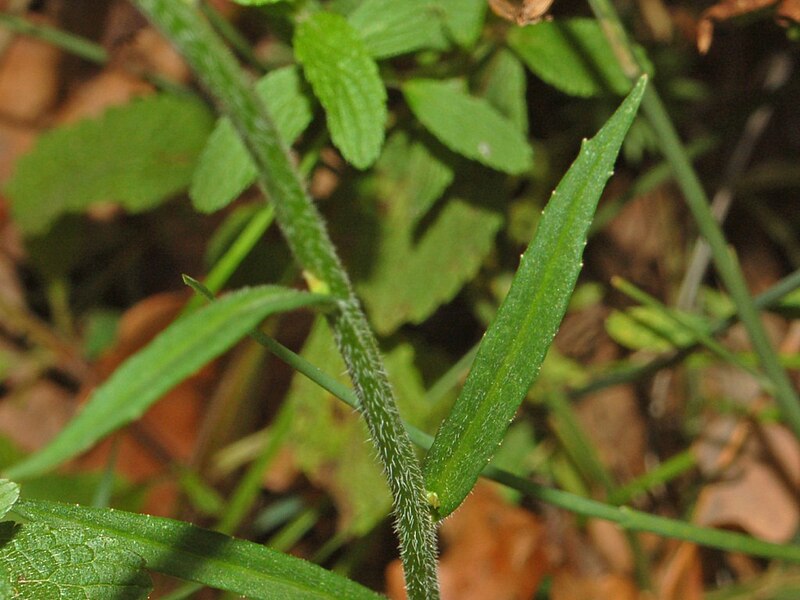 File:Campanulaceae - Campanula rapunculus-3.JPG