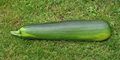 Courgette full grow