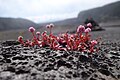 * Nomination This is Persicaria capitata (also known as pink-headed persicaria, pinkhead smartweed, pink knotweed, Japanese knotweed, or pink bubble persicaria) on the Kilauea Iki crater floor. --Relativity 01:30, 8 August 2023 (UTC) * Promotion Good quality. So glad you had the chance to hike the Kilauea Iki Trail! -- Ikan Kekek 01:57, 9 August 2023 (UTC)