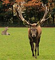 ◆2013/11-45 ◆Category File:Red Deer Poing.JPG uploaded by Martin Falbisoner, nominated by Martin Falbisoner