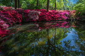 Still Pond 2, Isabella Plantation, Richmond Park, London