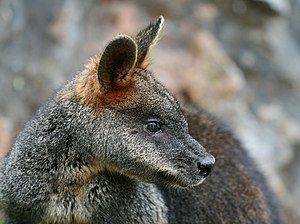 Wallabia bicolor (Swamp Wallaby)
