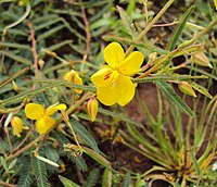 Cassia mimosoides