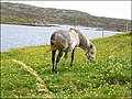 Eriskay Pony