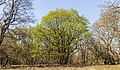 * Nomination De Strubben-Kniphorstbos archeologische reservaat The leaf of the oak in the middle has already extended further than the leaf of the surrounding oak. --Famberhorst 05:46, 4 May 2019 (UTC) * Promotion  Support Good quality. --Manfred Kuzel 06:09, 4 May 2019 (UTC)  Support Good quality. --Tournasol7 06:37, 4 May 2019 (UTC)