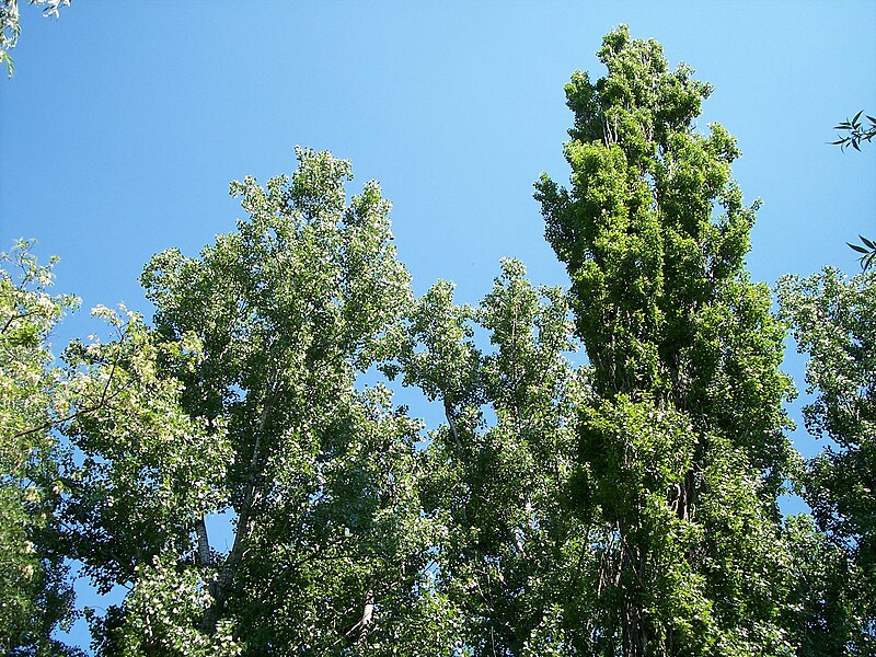 File:Populus nigra-1.jpg