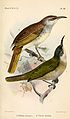 Ptilotis virescens = Lichmera lombokia, Scaly-crowned Honeyeater (below); and Ptilotis limbata = Lichmera limbata, Indonesian Honeyeater (above), Catalogue of the birds in the British Museum. Volume 9, 1884 by Joseph Smit